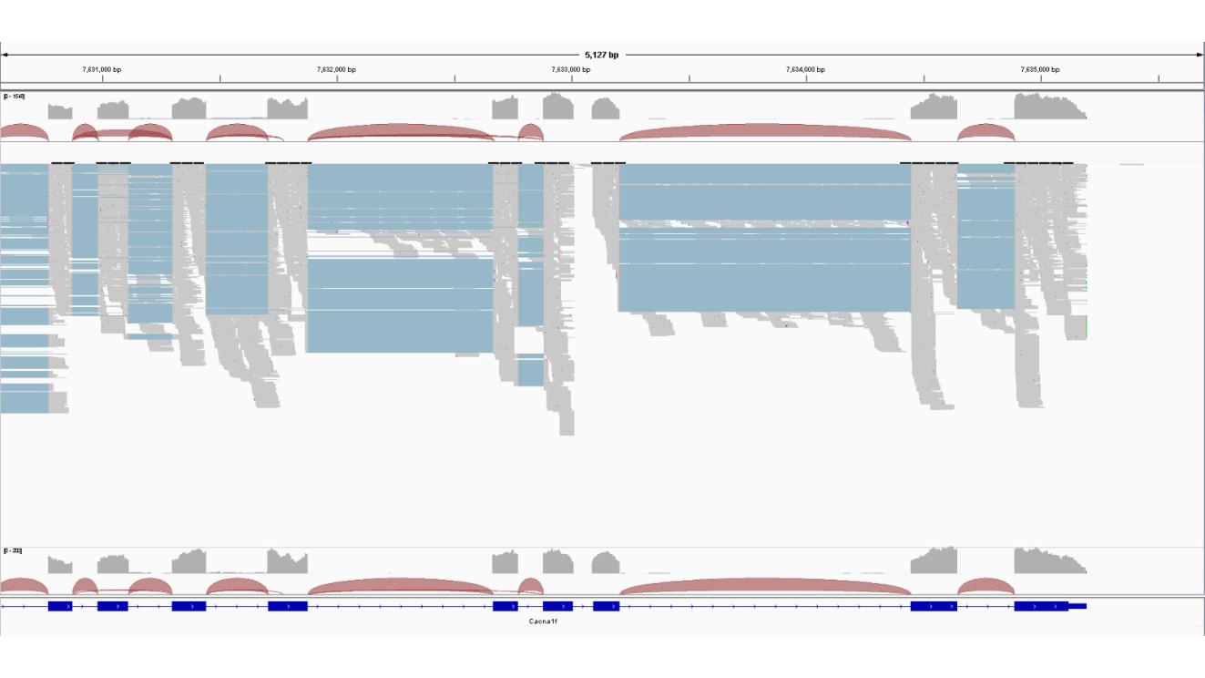 IGV screenshot of the last part of the Cacna1f gene. Seen merged bam file reads into one bam file with their sashimi plot, counts and single reads.