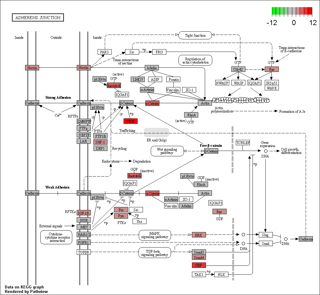 EMT transition pathway